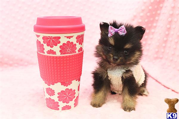 CMPuppyHeaven Picture 1